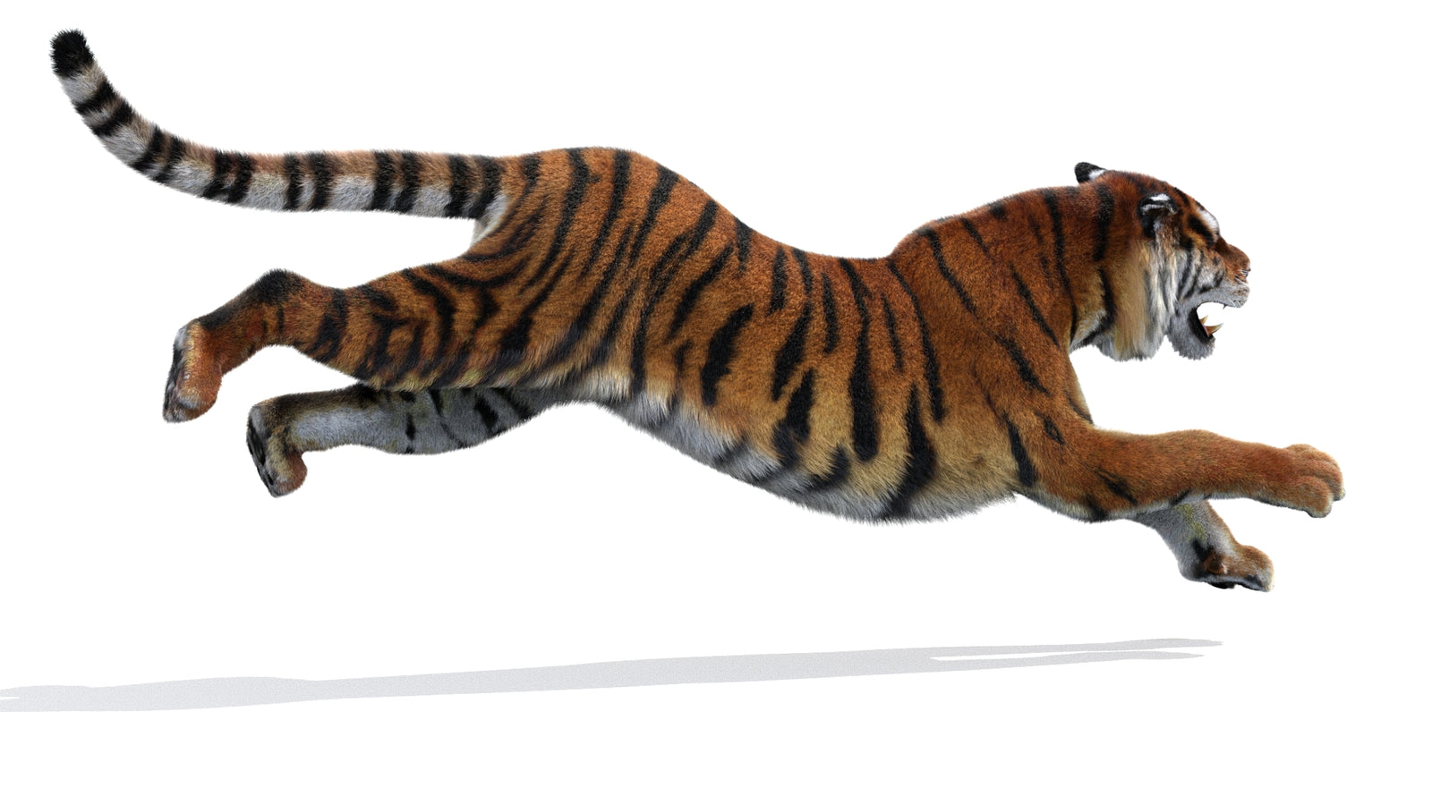 Animated Siberian Tiger 3D Model Fur 360° view 3 frame 11