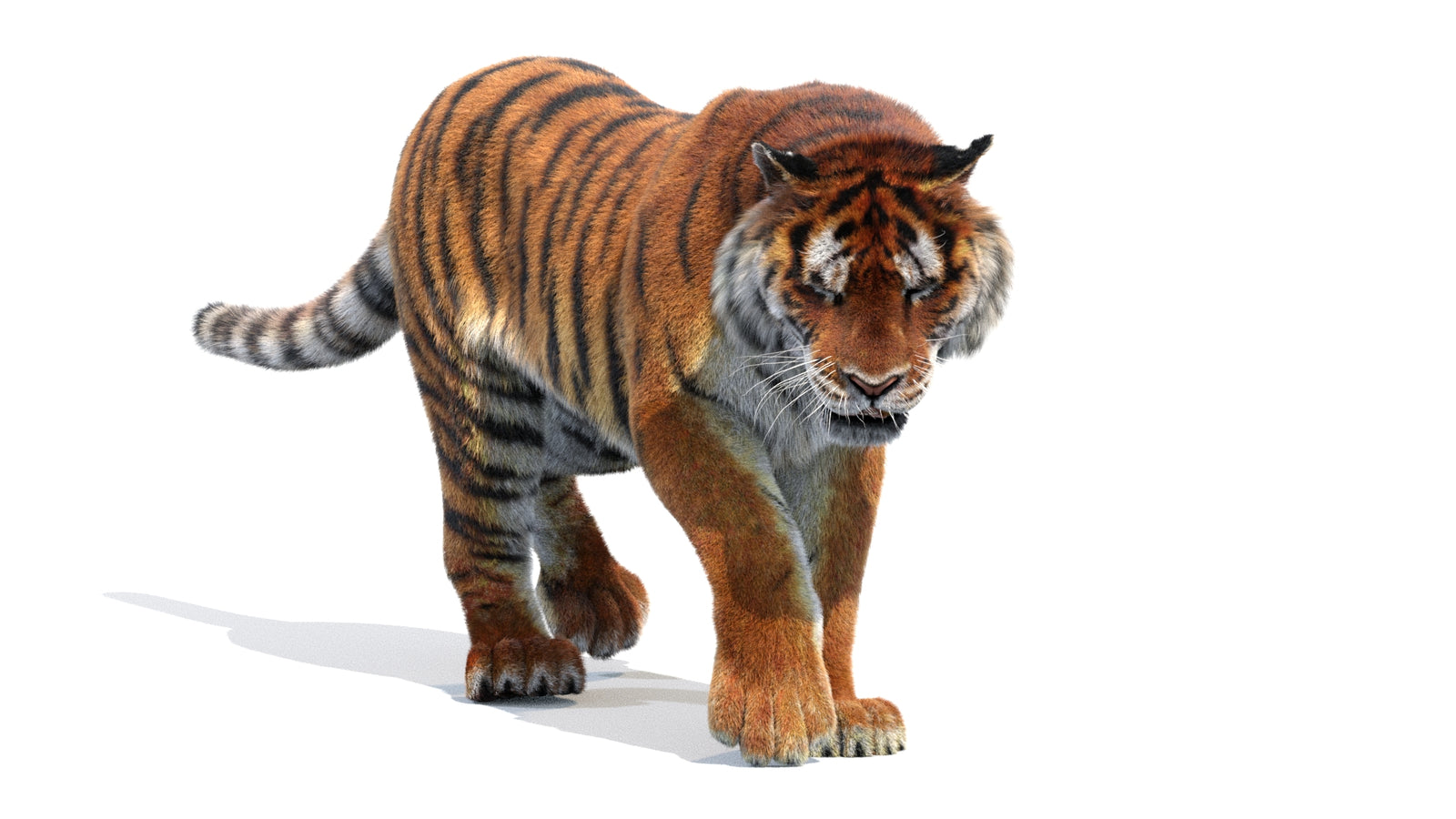 Animated Siberian Tiger 3D Model Fur 360° view 2 frame 11