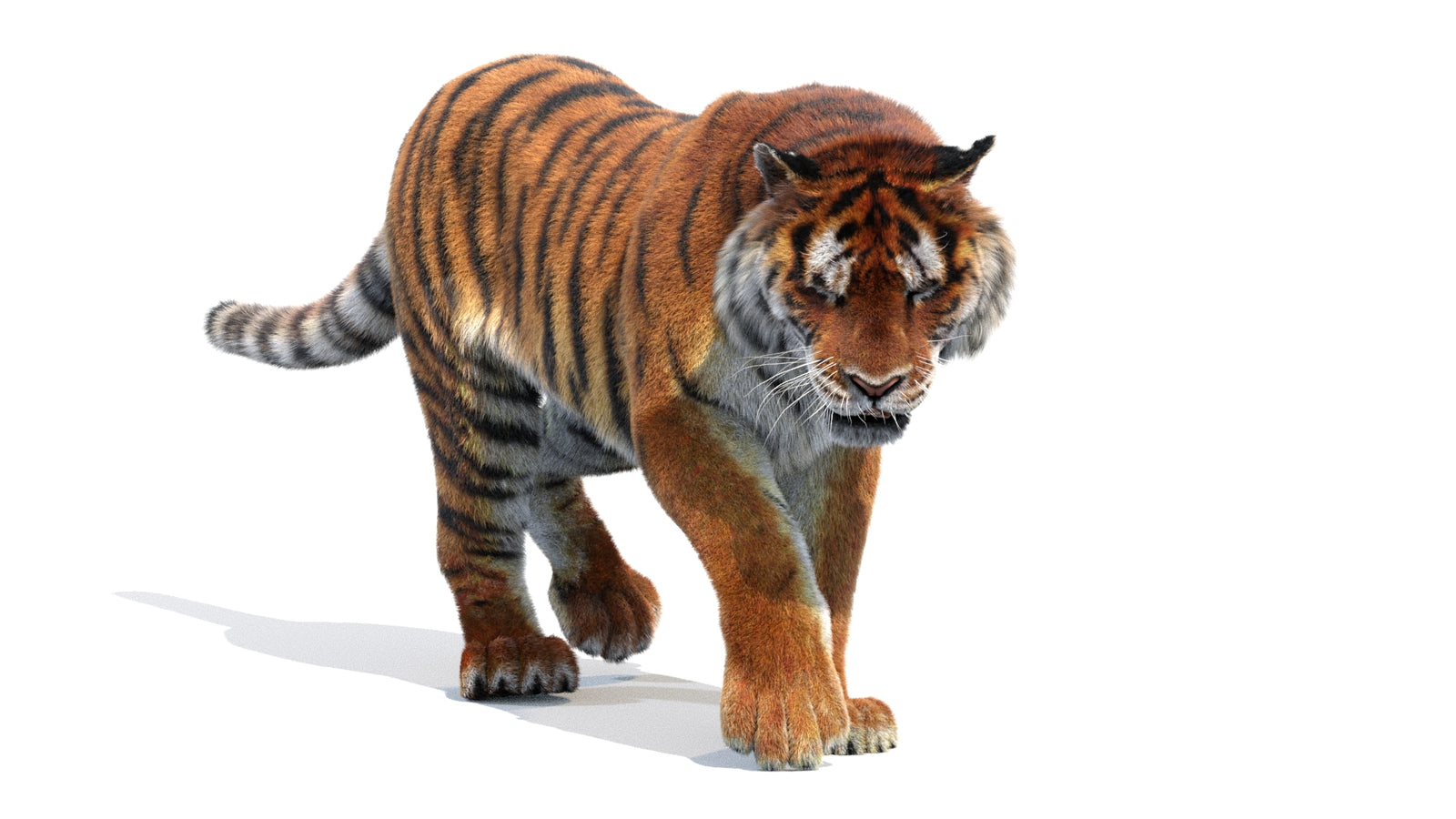 Animated Siberian Tiger 3D Model Fur 360° view 2 frame 12