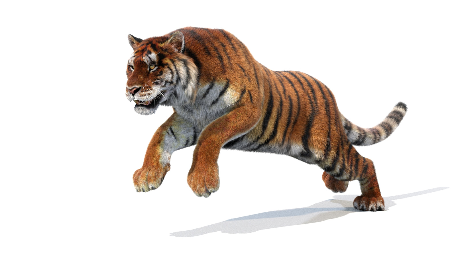 Animated Siberian Tiger 3D Model Fur 360° view 1 frame 13