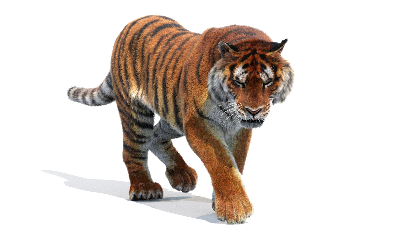Animated Siberian Tiger 3D Model Fur 360° view 2 frame 14