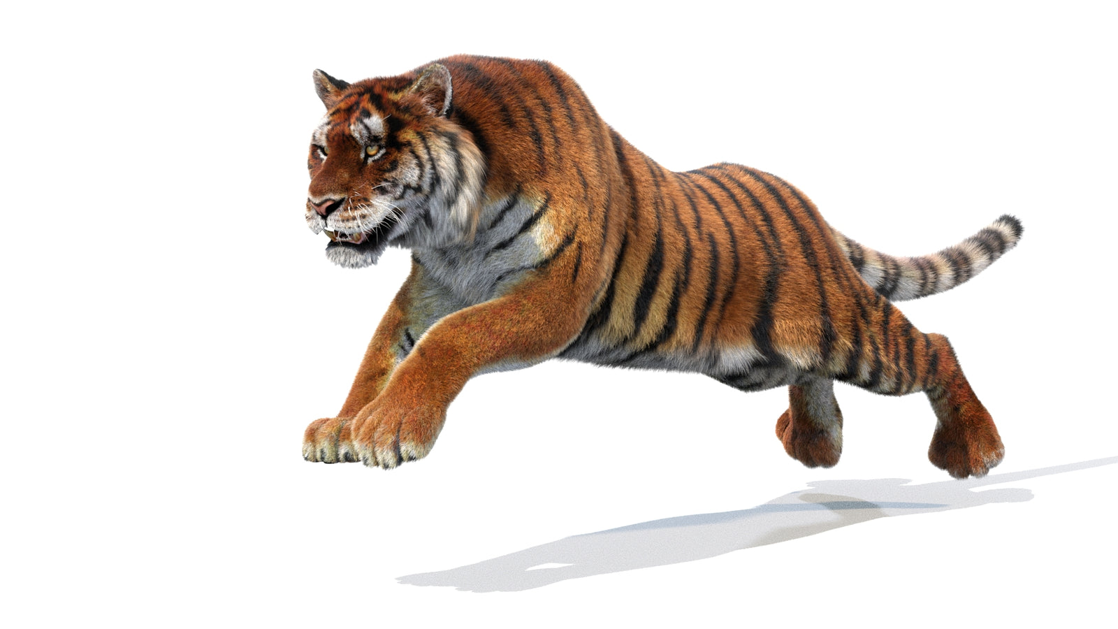 Animated Siberian Tiger 3D Model Fur 360° view 1 frame 14