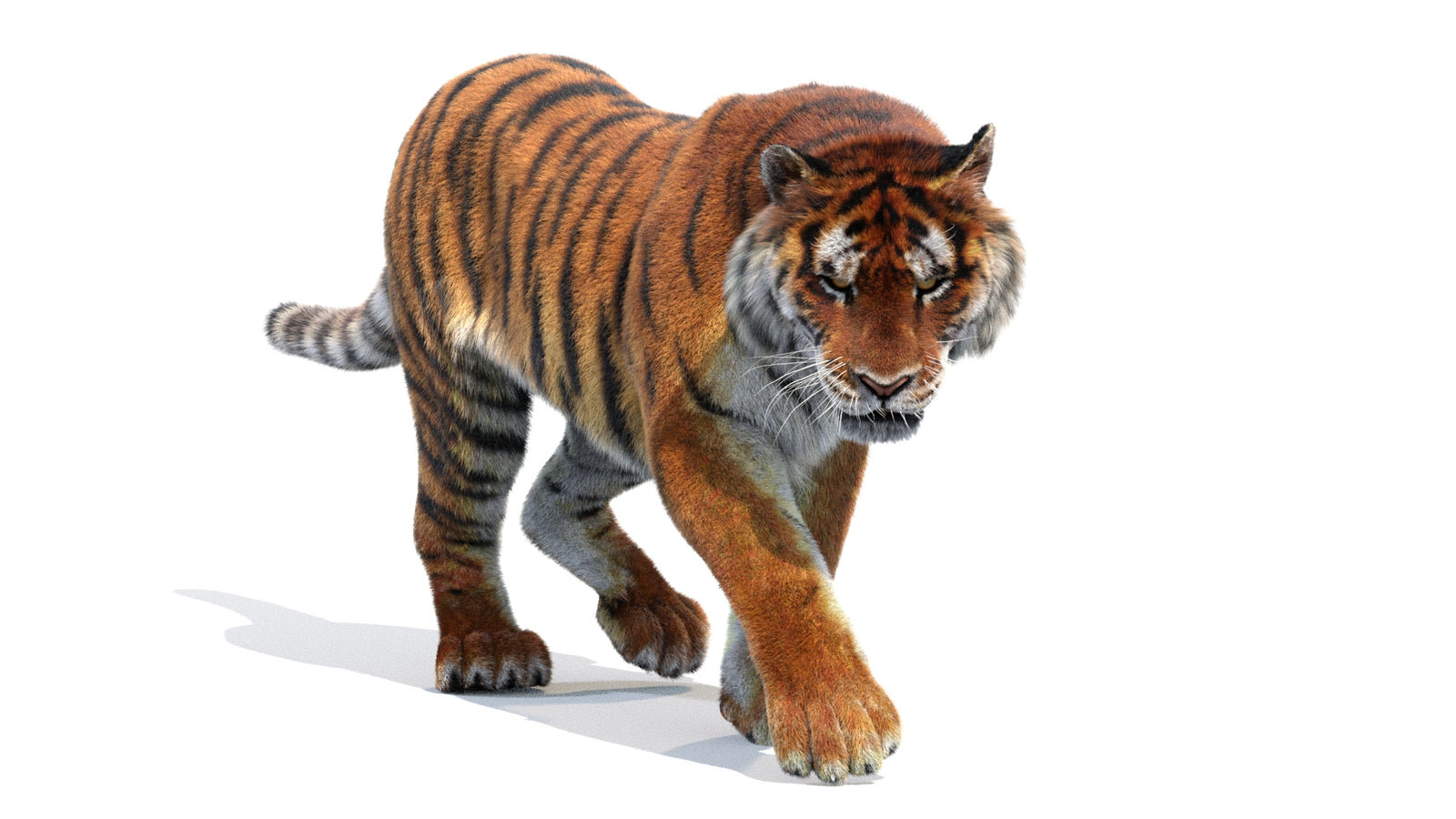 Animated Siberian Tiger 3D Model Fur 360° view 2 frame 16