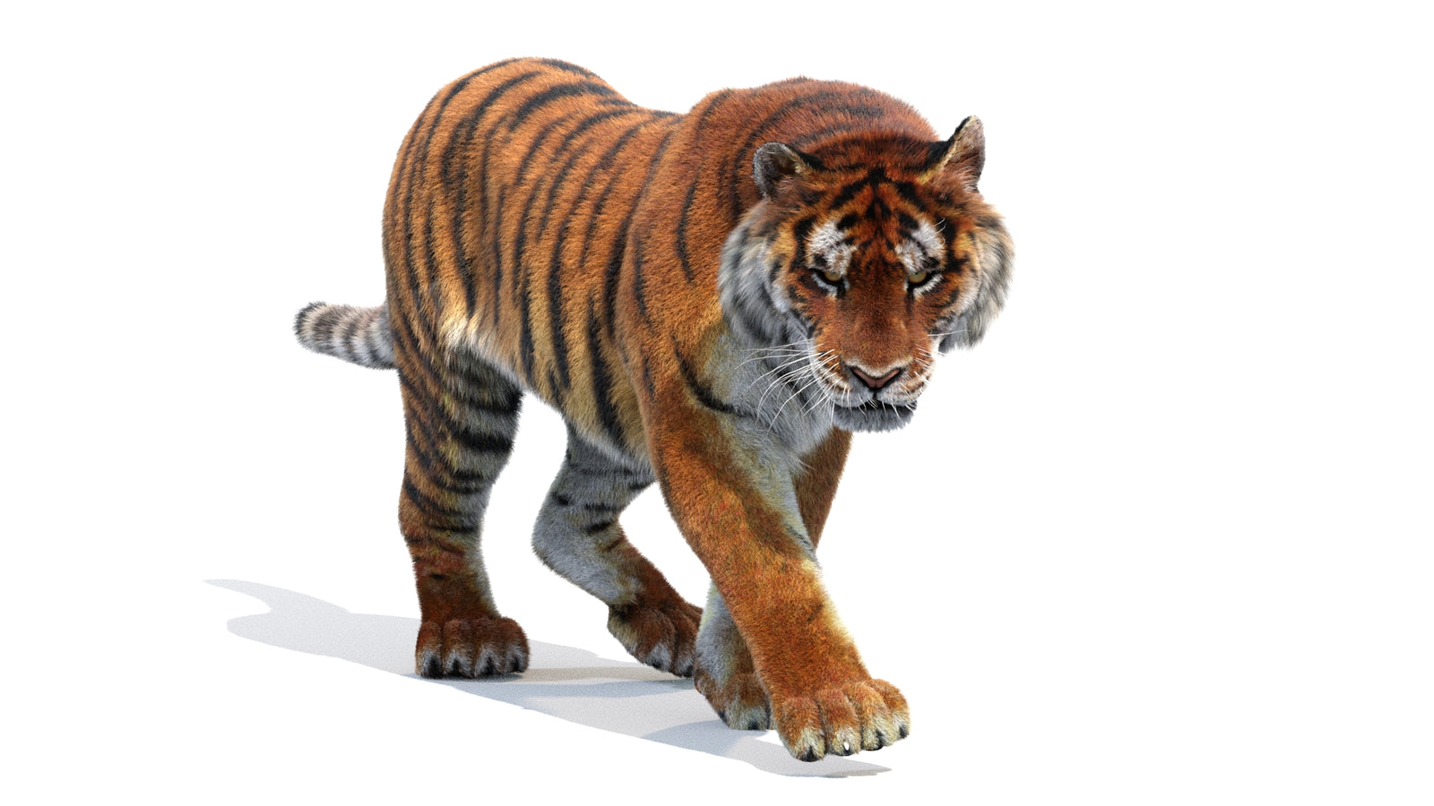 Animated Siberian Tiger 3D Model Fur 360° view 2 frame 18