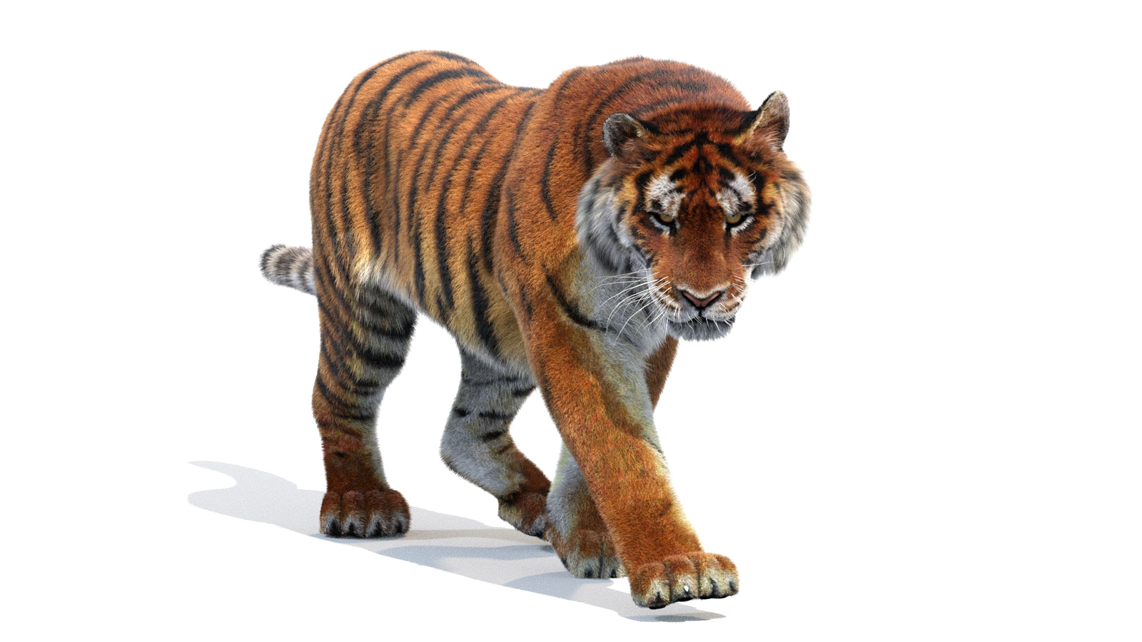 Animated Siberian Tiger 3D Model Fur 360° view 2 frame 20