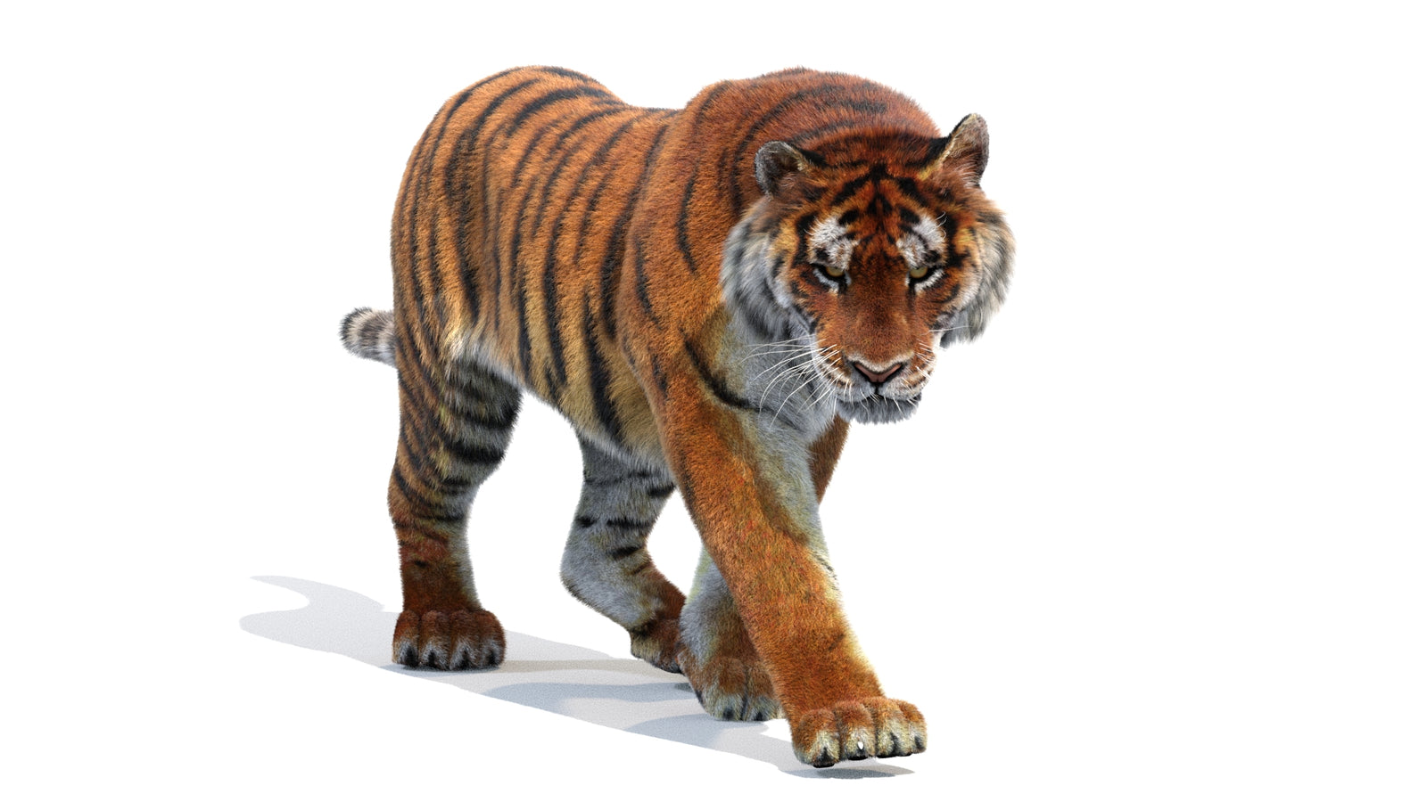 Animated Siberian Tiger 3D Model Fur 360° view 2 frame 21