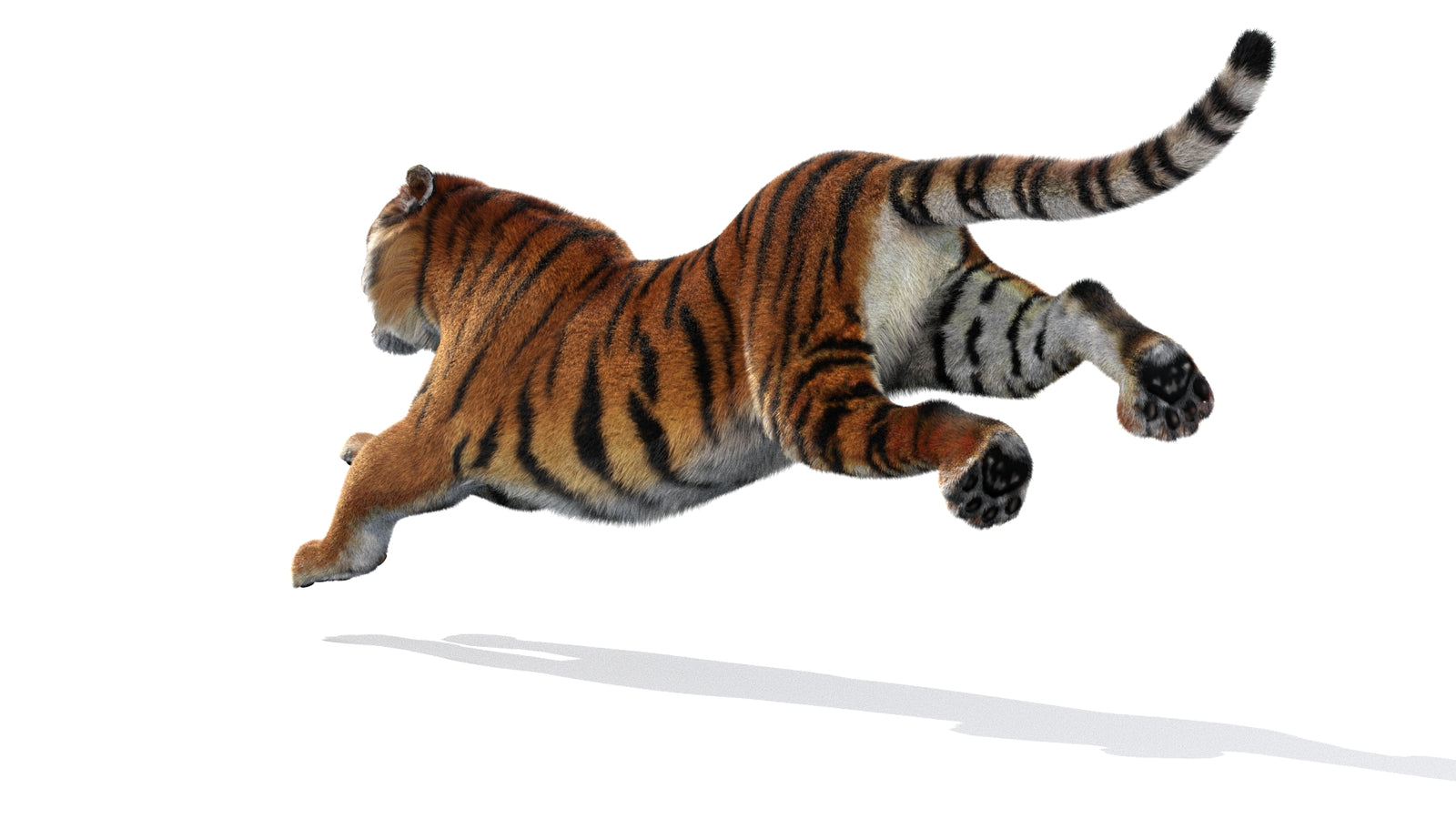 Animated Siberian Tiger 3D Model Fur 360° view 3 frame 22