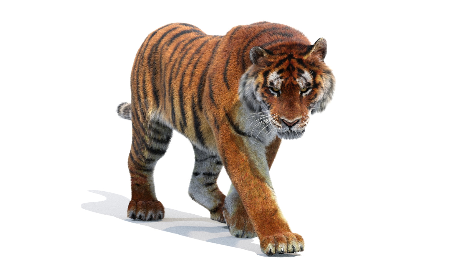 Animated Siberian Tiger 3D Model Fur 360° view 2 frame 22