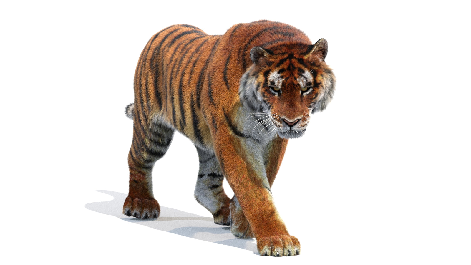 Animated Siberian Tiger 3D Model Fur 360° view 2 frame 24