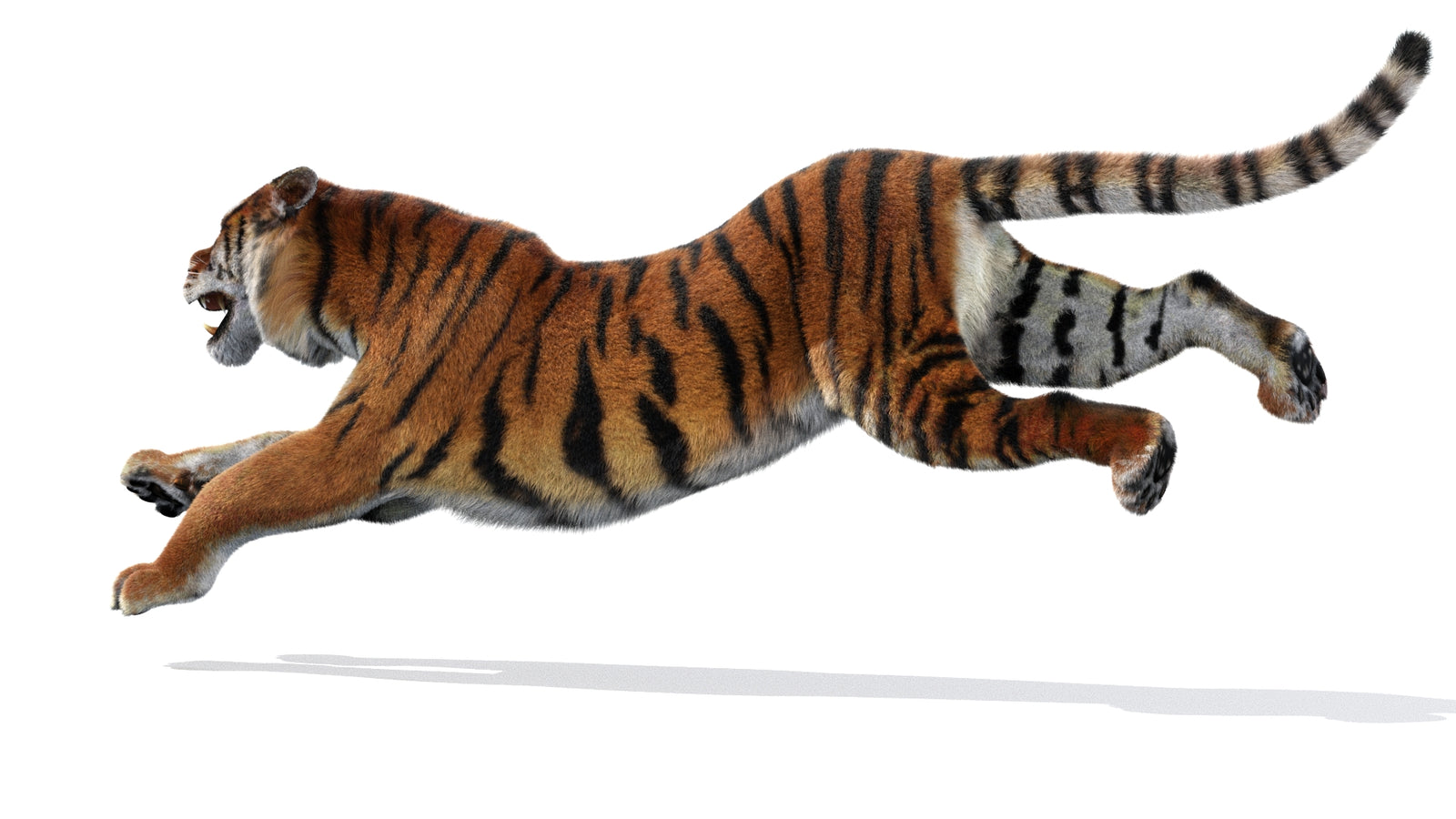 Animated Siberian Tiger 3D Model Fur 360° view 3 frame 25
