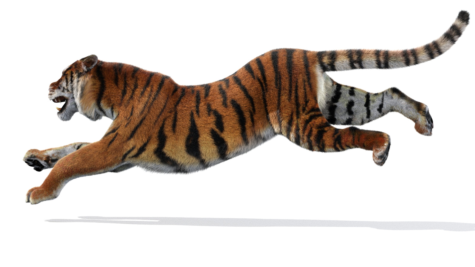 Animated Siberian Tiger 3D Model Fur 360° view 3 frame 26