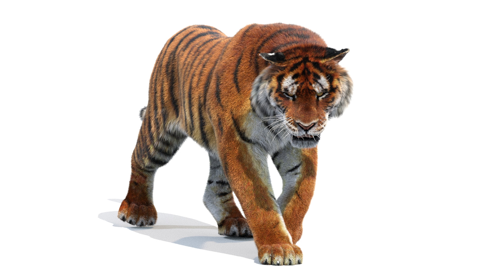Animated Siberian Tiger 3D Model Fur 360° view 2 frame 29
