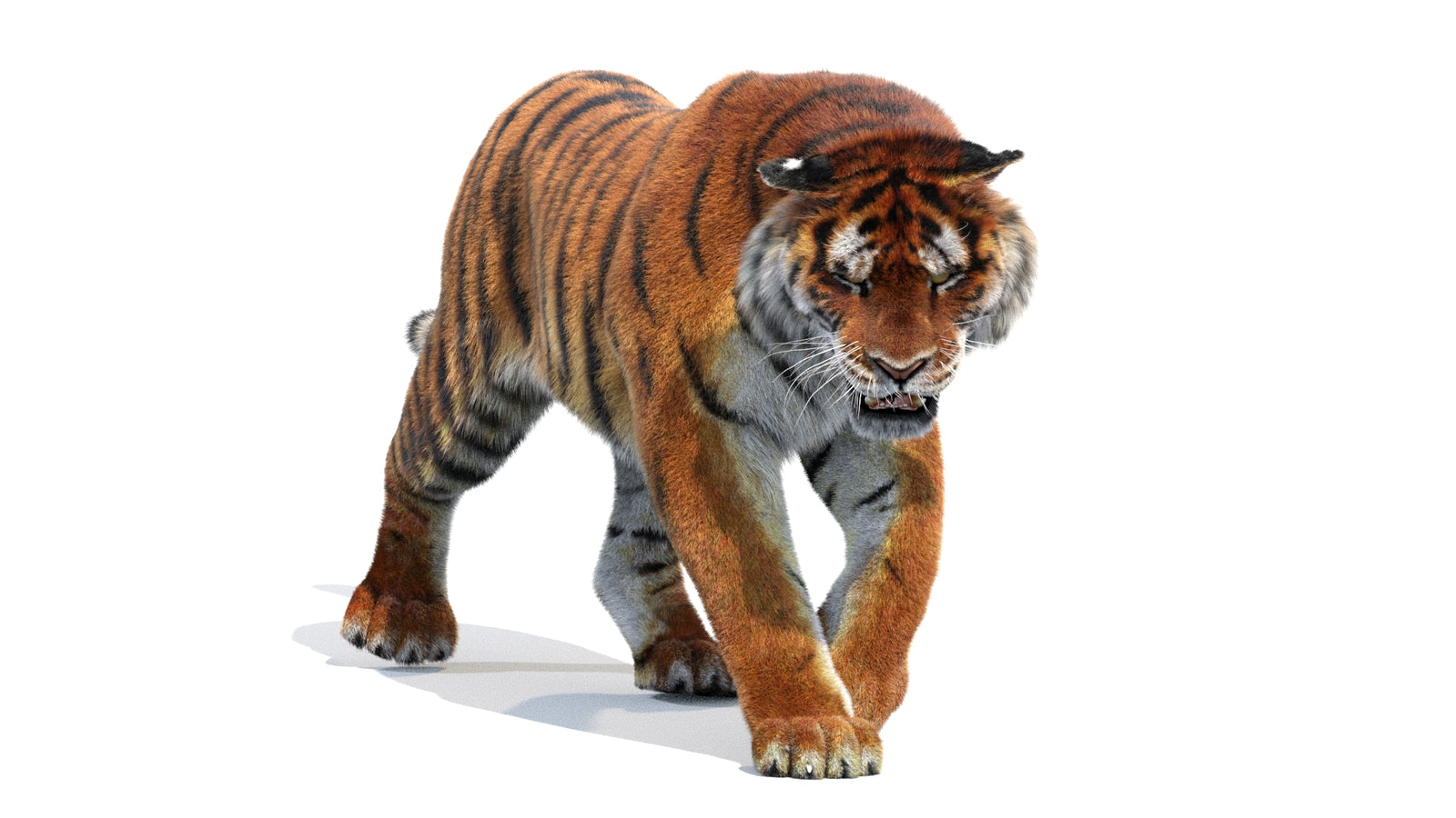 Animated Siberian Tiger 3D Model Fur 360° view 2 frame 30