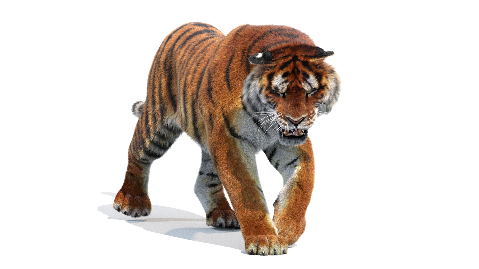 Animated Siberian Tiger 3D Model Fur 360° view 2 frame 31