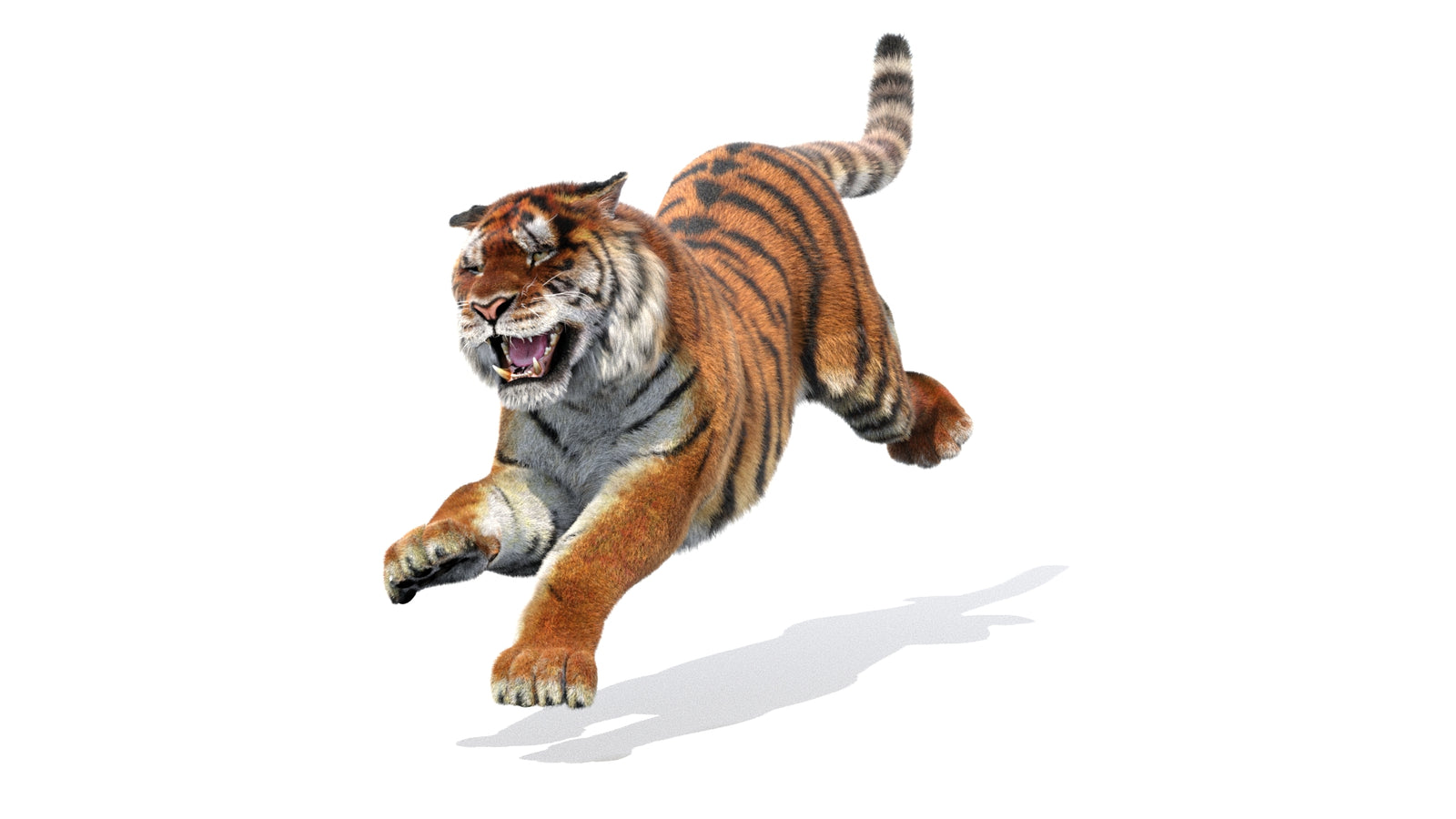 Animated Siberian Tiger 3D Model Fur 360° view 3 frame 34