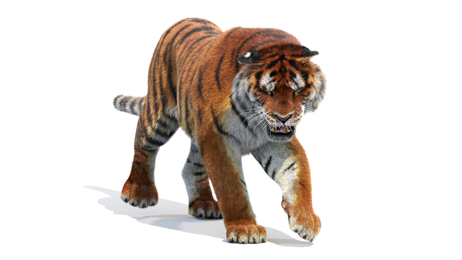 Animated Siberian Tiger 3D Model Fur 360° view 2 frame 35