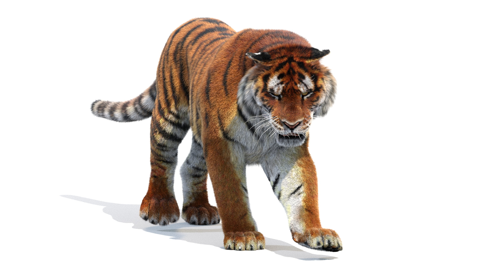 Animated Siberian Tiger 3D Model Fur 360° view 2 frame 40