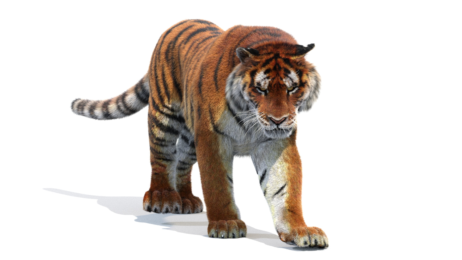 Animated Siberian Tiger 3D Model Fur 360° view 2 frame 43