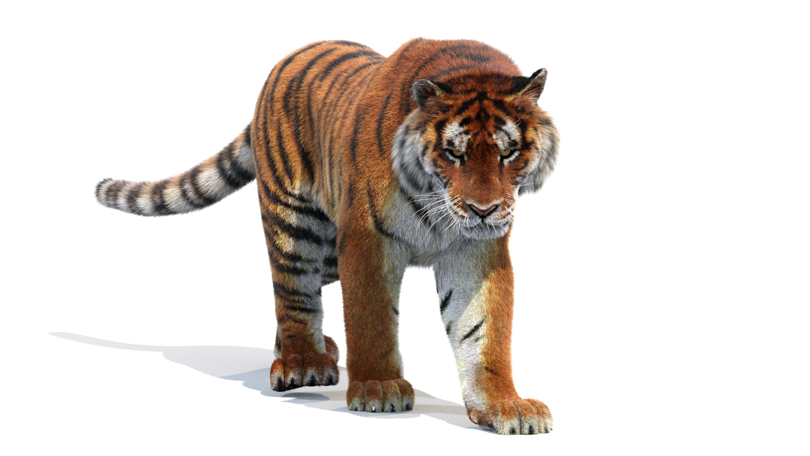 Animated Siberian Tiger 3D Model Fur 360° view 2 frame 47