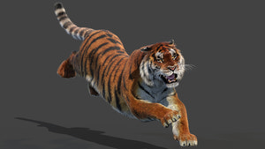 Animated Siberian Tiger 3D Model with Fur Thumbnail