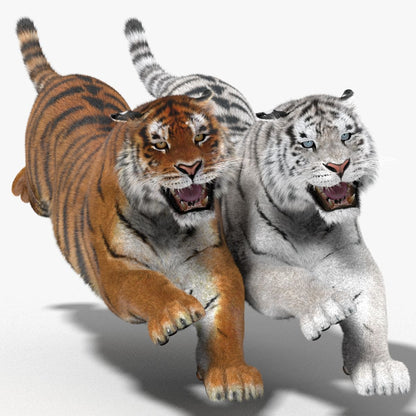 Tiger Animated 3D Model Fur Two Colors