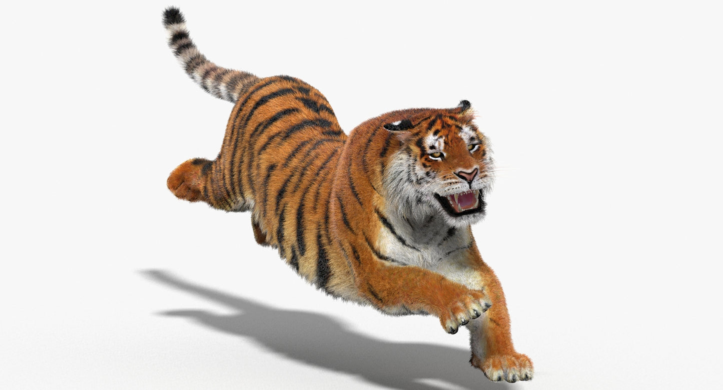 Animated Big Cats 3D Model Fur