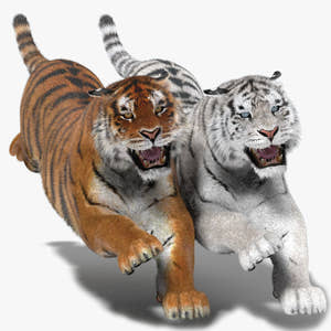 Tiger Animated 3D Model Fur Two Colors Thumbnail