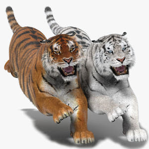 Tiger Animated 3D Model Fur Two Colors Thumbnail