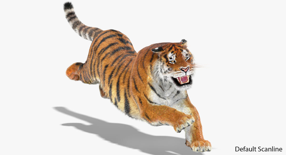 Animated tiger running on a white background