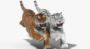 Tiger Animated 3D Model Fur Two Colors Thumbnail
