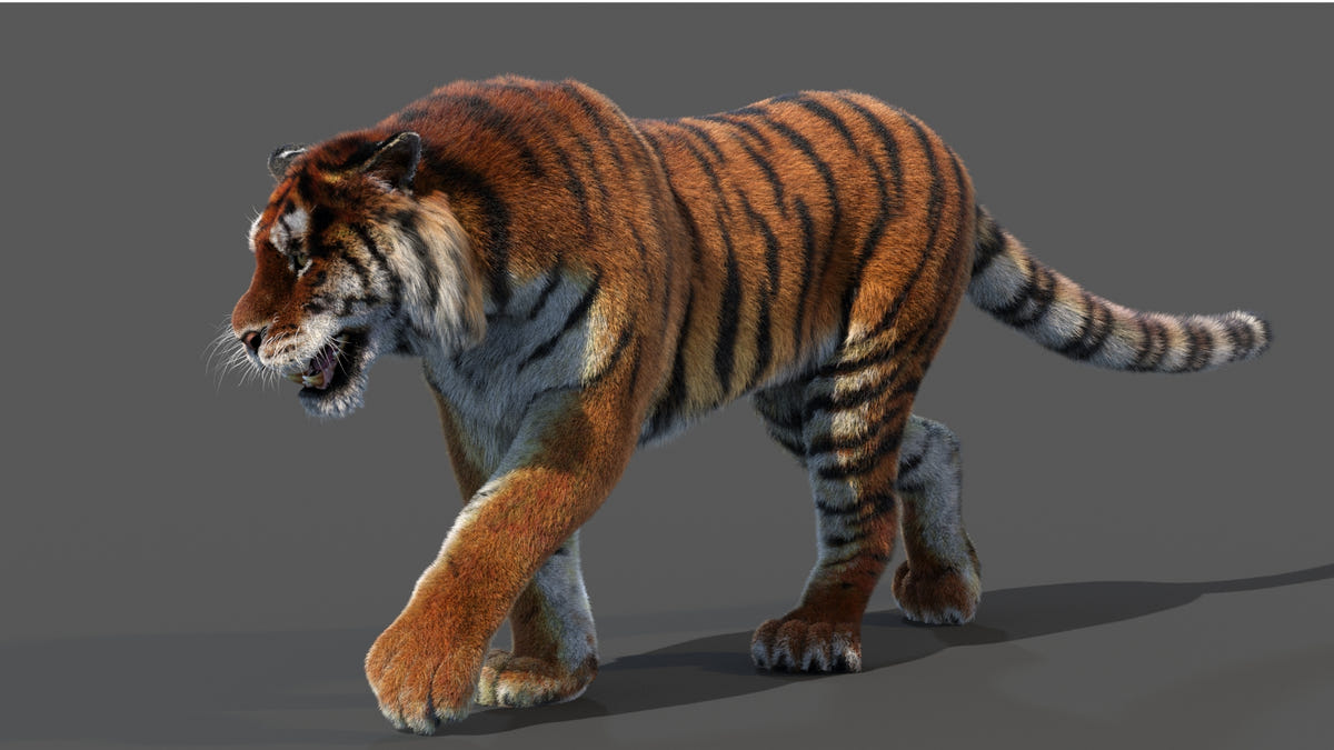 Animated Siberian Tiger 3D Model with Fur
