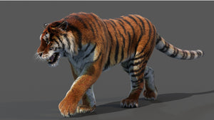 Animated Siberian Tiger 3D Model with Fur Thumbnail