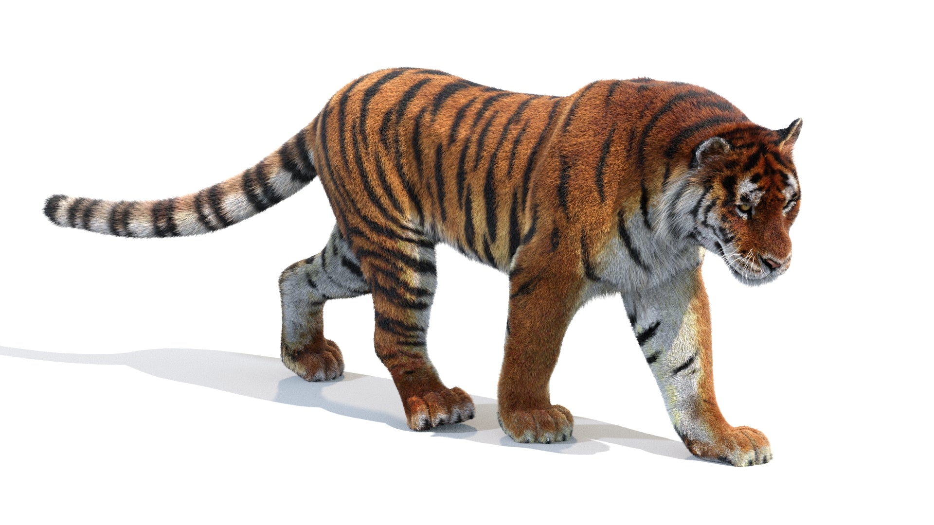 Animated Siberian Tiger 3D Model with Fur