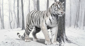 Animated White Tiger 3D Model for Download Thumbnail