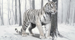 Animated White Tiger 3D Model for Download Thumbnail