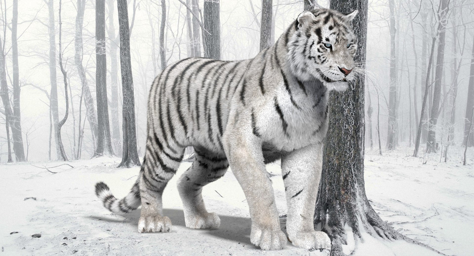 Animated White Tiger 3D Model for Download