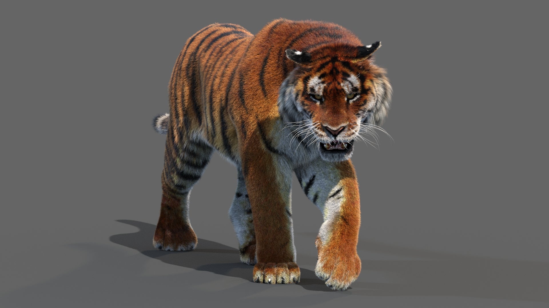 Animated Siberian Tiger 3D Model with Fur