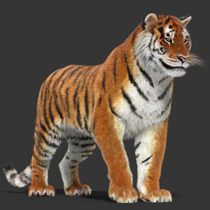Animated Big Cats 3D Model Fur