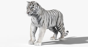 Animated White Tiger 3D Model for Download Thumbnail
