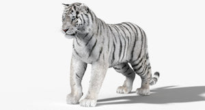 Animated White Tiger 3D Model for Download Thumbnail