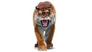 Tiger walking on a white background Thumbnail