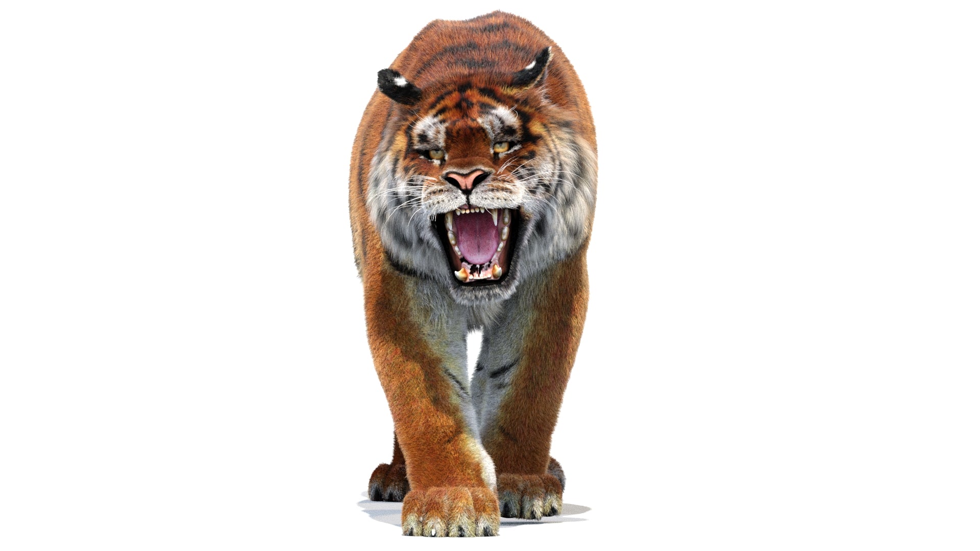 Tiger walking on a white background
