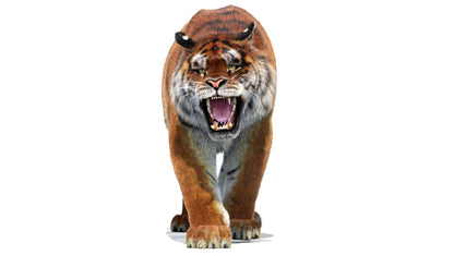 Animated Siberian Tiger 3D Model Fur