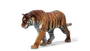 Animated Tiger 3D Model with Fur Thumbnail