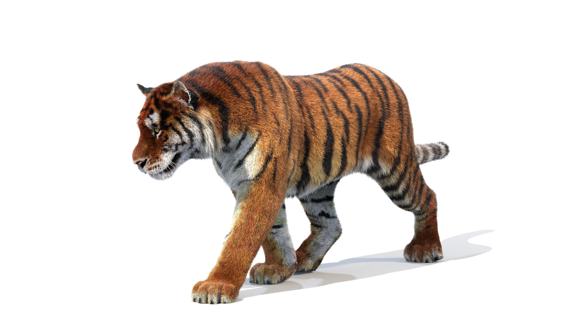 Animated Tiger 3D Model with Fur
