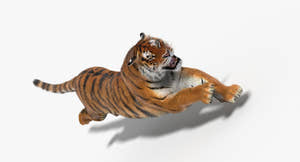 Tiger Animated 3D Model Fur Two Colors Thumbnail