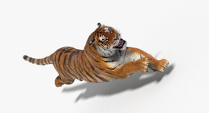Tiger Animated 3D Model Fur Two Colors Thumbnail