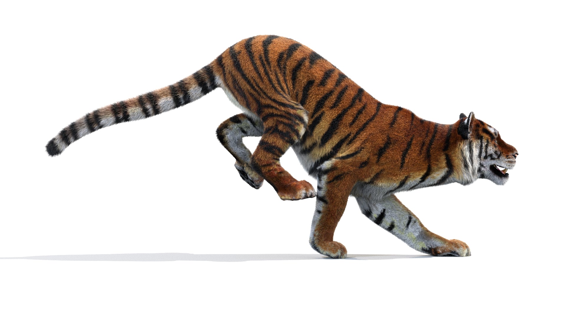 Tiger running on a white background