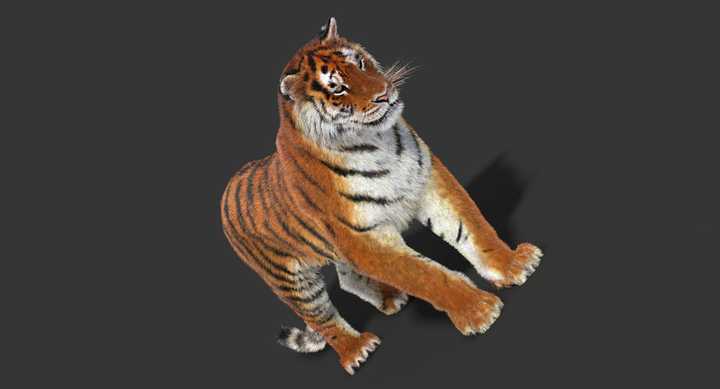 Animated Big Cats 3D Model Fur