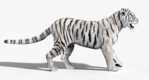 Tiger Animated 3D Model Fur Two Colors Thumbnail